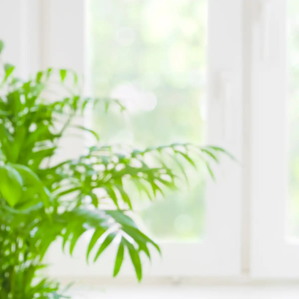 Bright, minimalist studio scene with a green indoor plant beside a white desk, creating a fresh and welcoming workspace aesthetic.