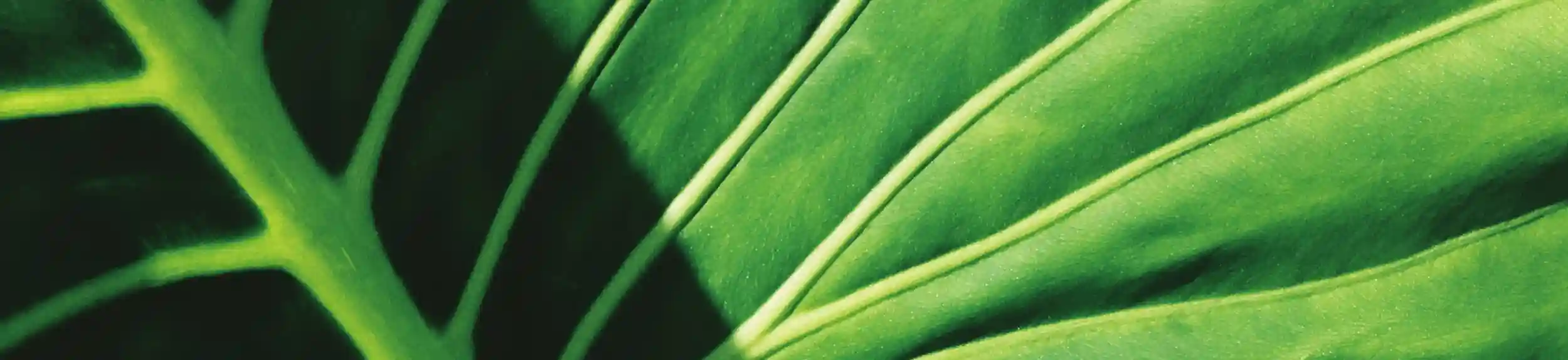 noosa-lancdare-header